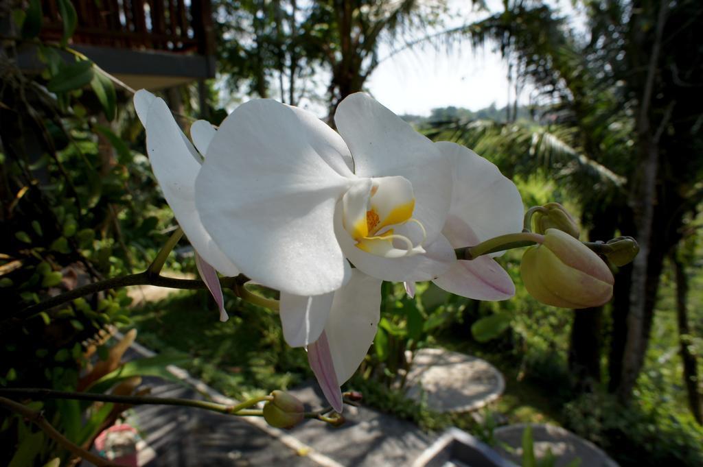 Prashanti Bali Ubud  Ngoại thất bức ảnh
